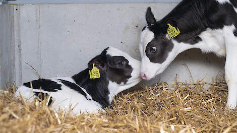 Kalveren 28 dagen aanhouden, en in groepen, vergt extra plaatsingsruimte.