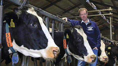 Teun Klaasse Bos met zijn oude koeien Geisje 532 (v. Kian) en Geisje 539 (v. Geisje Lucky Laurens): „We streven van oudsher naar een duurzame fokkerij.”
