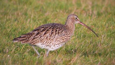 Zelfs in de vogelwereld draaien de vrouwen op voor zo’n beetje alles wat te maken heeft met het grootbrengen van kroost.