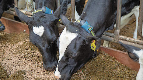 In Denemarken melden melkveehouders problemen met futloze, zieke en zelfs dode koeien na de verplichte introductie van de methaanremmer Bovaer in het veevoer.