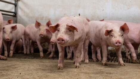 Terwijl in de rest van Europa de varkensprijzen stabiel zijn en op onveranderd staan, daalt de prijs in Nederland tegen alle verwachtingen in fors.
