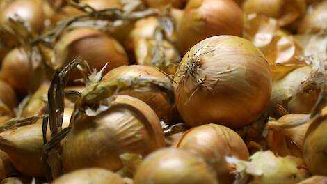 Sinds het begin van het seizoen zijn de uienprijzen redelijk constant tot licht stijgend. Zo gaan de grove uien (>60) momenteel het erf af voor rond de 17 euro. Dit is ruim 2 euro meer dan een maand geleden.