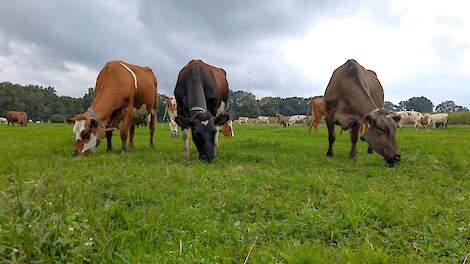 De kern van het wetsvoorstel ‘Grondgebondenheid’ is dat melkveehouders hun mest grotendeels kunnen plaatsen op eigen grond.