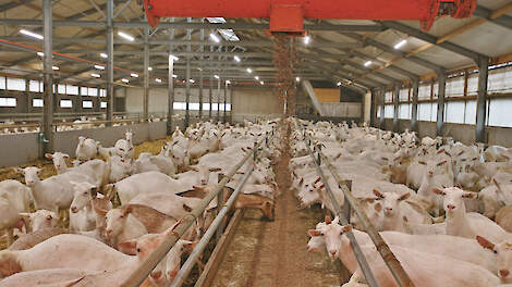 WUR onderzoekt op basis van literatuur welke mogelijkheden geitenhouders hebben om fijnstof tot een minimum te beperken.