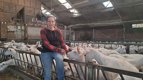 Debbie Aarssen bij haar melkgeiten. De melkgevende dieren worden verdeeld over vier groepen gehuisvest. Het krachtvoer wordt via een automaat aan een rails boven de voergang verstrekt.