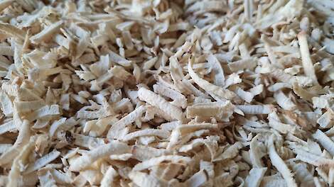 Schilfers van cichoreiwortel.