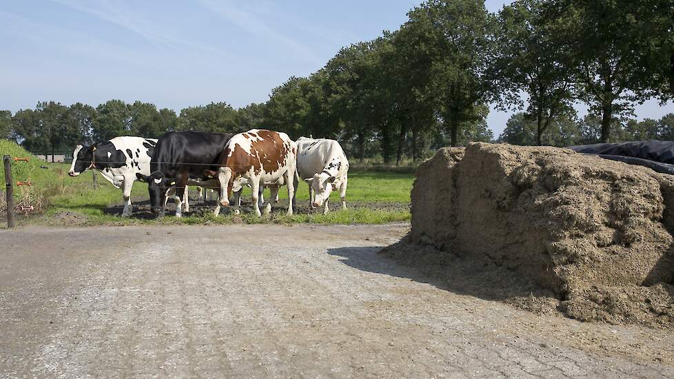 Koeien van Netwerkdeelnemer Wydo van den Heuvel.