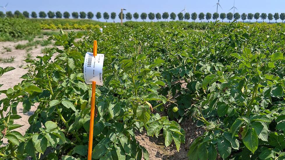 Zampro Plus tegen Phytophthora