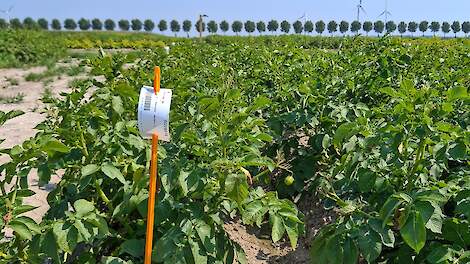 Zampro Plus tegen Phytophthora