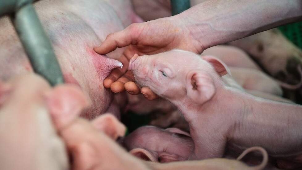 Optimaliseer de biestkwaliteit voor een hogere weerstand en gezondere biggen