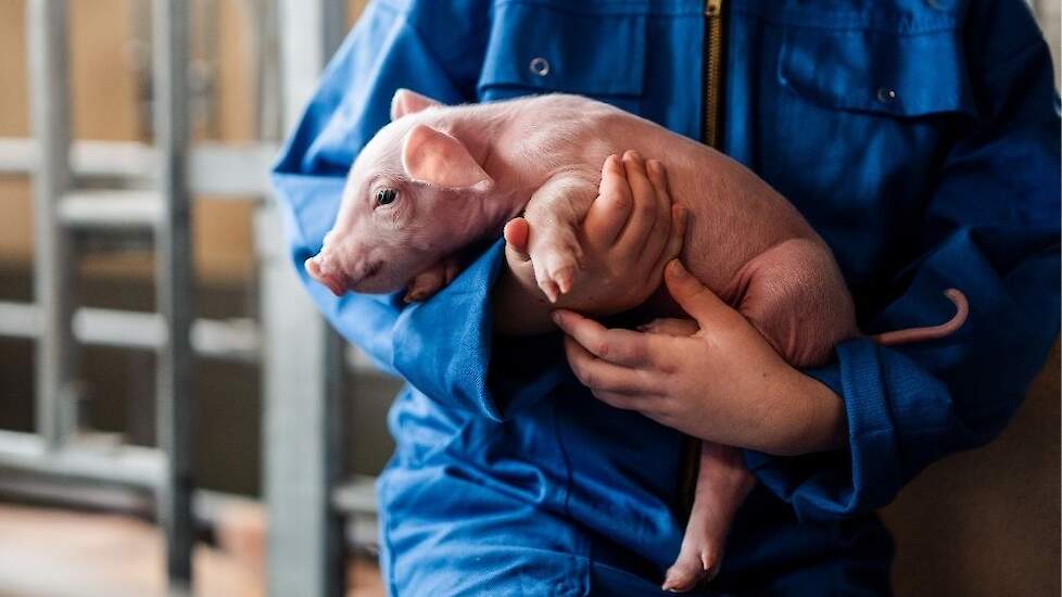 Meerfase drachtvoer bij zeugen zorgt voor sterkere biggen