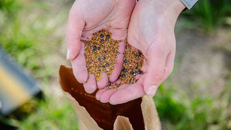 Klaveronderzaaimengsel.