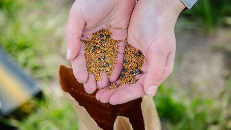 Klaveronderzaaimengsel.