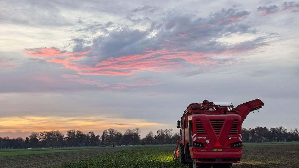 Het rooien van bieten bij Hooijman in Bant (FL).