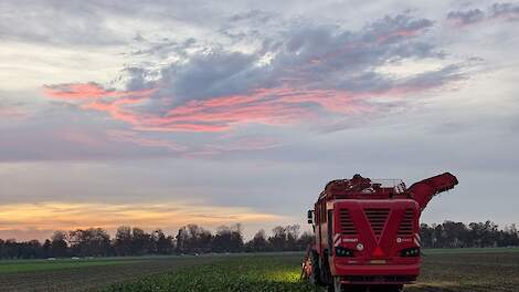 Het rooien van bieten bij Hooijman in Bant (FL).