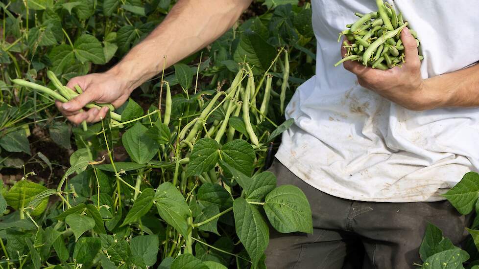 Beeld ter illustratie