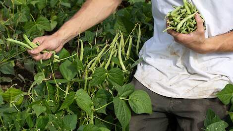 Beeld ter illustratie