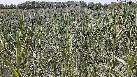 Beeld ter illustratie.