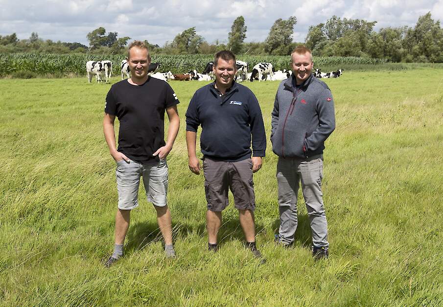 Sytze Zwaagstra tussen zijn broers in hun weiland Nij Beets.