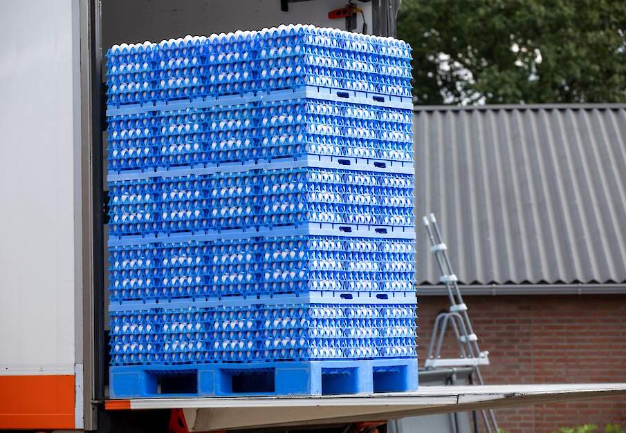 De officieel opgelegde beperkingen veroorzaken onvoorziene verstoringen in de gehele toeleveringsketen voor eieren. Beeld ter illustratie.