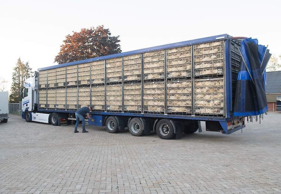 Foto ter illustratie.