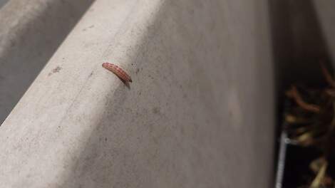 Het zijn de rupsen van de bietenmot die voor schade kunnen zorgen.