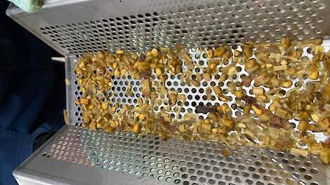 Waarom dent-mais het verschil maakt