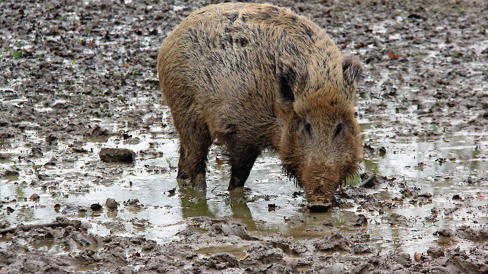 Het faunabeheer met als onderdeel daarvan het beleid op het beheer van wilde zwijnen ligt bij de provincies.