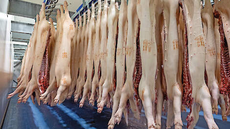 Een vleesvarkenshouder beurt momenteel circa 64 euro minder voor elk afgeleverd vleesvarken ten opzichte van week 24.