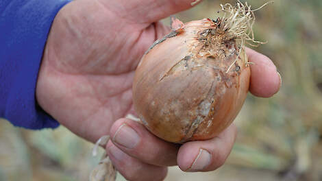Een door fusarium aangetaste ui. Behalve opbrengstderving kan een aantasting leiden tot een ernstige waardedaling van het product.