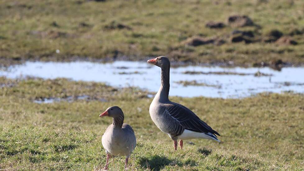 Koppel grauwe gans.