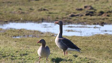 Koppel grauwe gans.