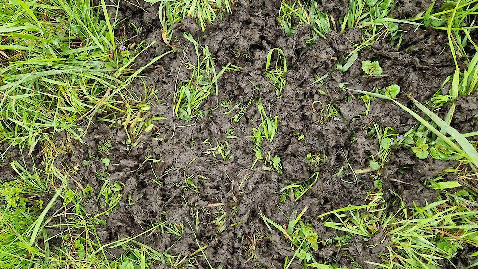 Goede mest verteert volgens Harm Rijneveld snel. Deze mestflat is uitgekrabd door kraaien of ander vogels.