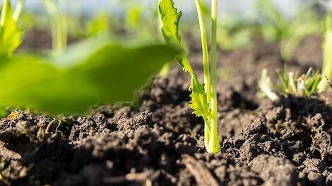 beeld ter illustratie