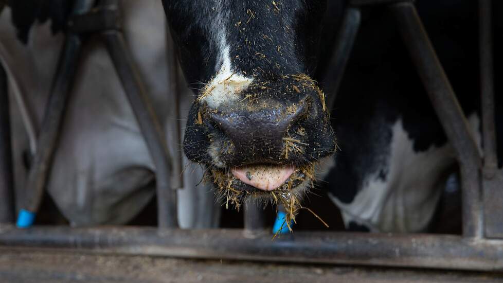Bovaer moet de uitstoot van methaan remmen die vrij komt bij het herkauwen van koeien.