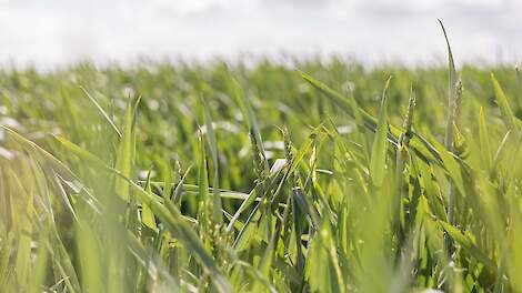 Beeld ter illustratie.