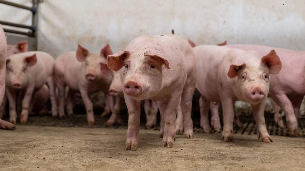 De angst dat de varkensprijzen nog verder zouden zakken na de forse dalingen is afgelopen week niet bewaarheid.