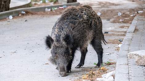 Wild zwijn op straat in het Spaans stedelijk gebied van Barcelona Foto ter illustratie)
