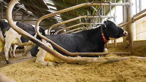 Koe in ligbox op een ligbed van vlas-kalk