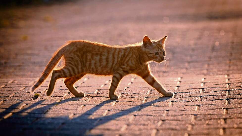 Beeld ter illustratie.