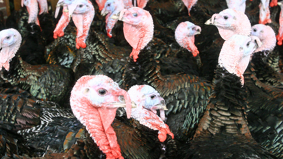 Kalkoenbedrijf Ermelo opgekocht