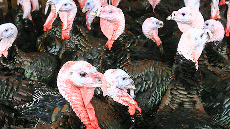 Kalkoenbedrijf Ermelo opgekocht