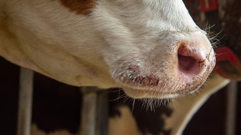 Bek van een koe met zichtbare blauwtongkorst.