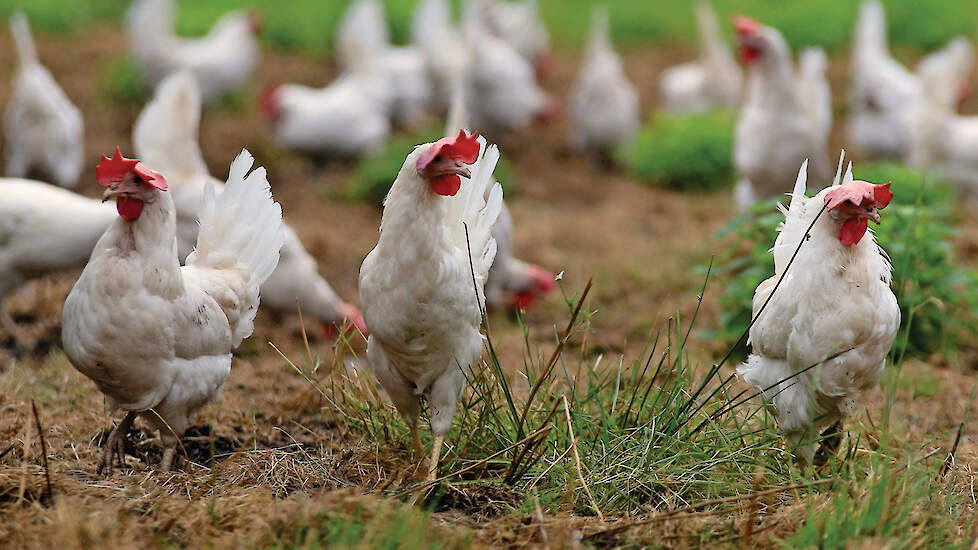 Vrije uitloop kippen buiten