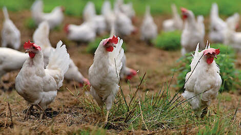 Vrije uitloop kippen buiten