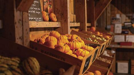 Pompoenen en kalebassen in De Pompoenwinkel van familie Van der Zweep van 't Hof in Geersdijk (ZL)