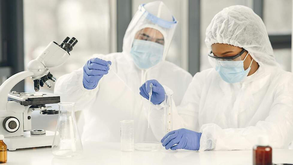 Het varkenspestvirus in Spanje is mogelijk afkomstig uit laboratorium in Georgië (foto ter illustratie)