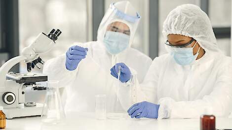 Het varkenspestvirus in Spanje is mogelijk afkomstig uit laboratorium in Georgië (foto ter illustratie)