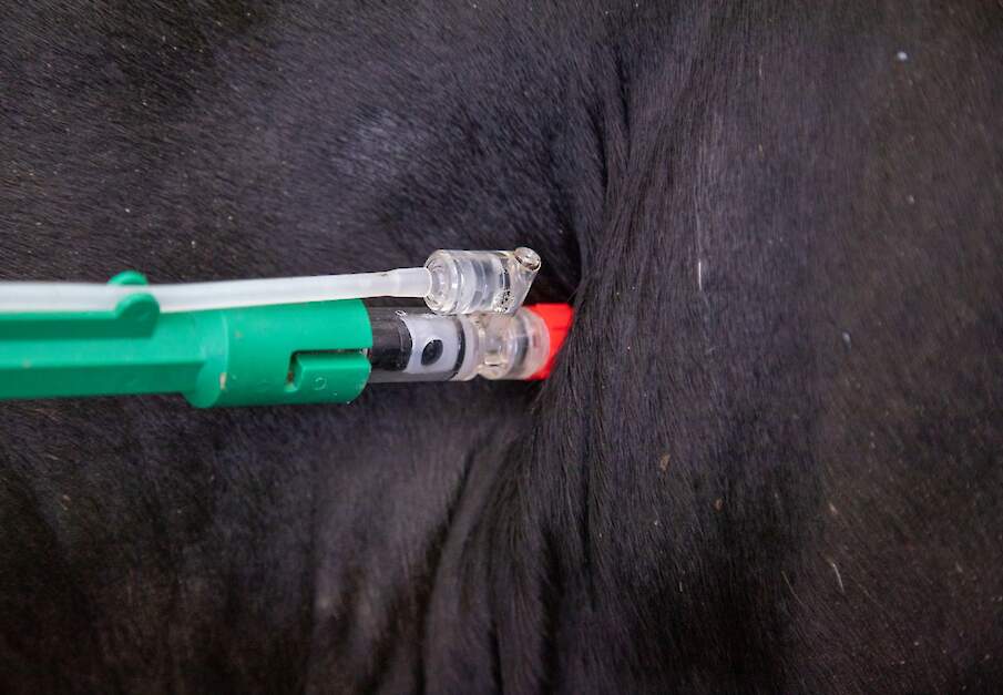 In melkkoe werden tijdens de slacht sporen van een injectie gevonden.
