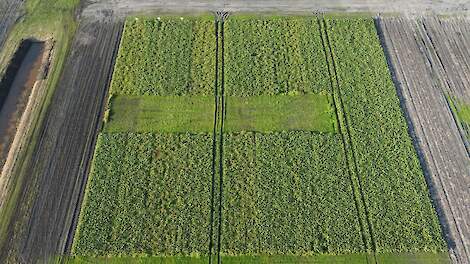 Het suikerbietenperceel van scenario 2040 op 7 november, vlak voor het rooien.